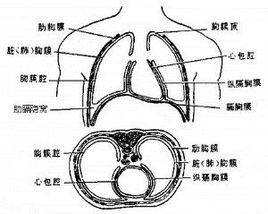 胸膜