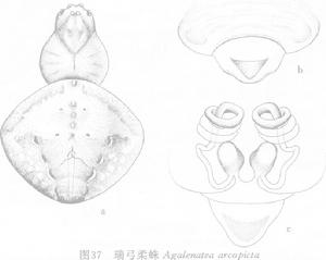 瑞弓柔蛛