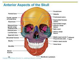 顱骨前面觀