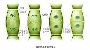 植物細胞的胞質分裂