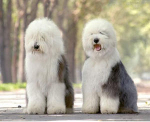 Old English Sheepdog