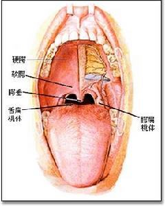 頭孢匹胺鈉