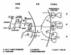 蛋白同化激素