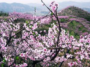 鷹山嘴森林公園