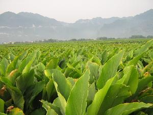 溫州市天禾生物科技有限公司