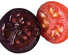 轉基因蔬菜-番茄