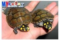 黃斑側頸龜