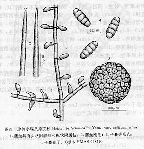 瓊楠小煤炱原變種