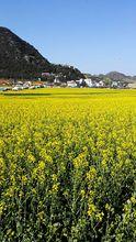 大黑山腳油菜花