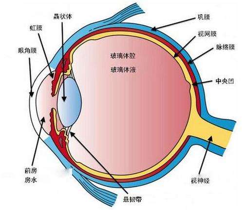 眼睛結構