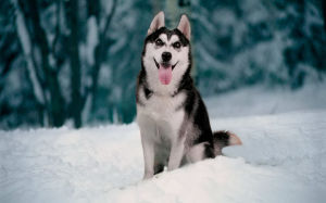 Siberian Husky