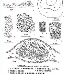 遠藤隱絲藻