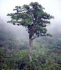 帕特里亞卡·弗洛雷斯塔樹