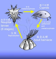 生活周期