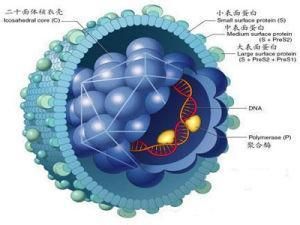 外陰增生物