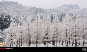 公園雪景