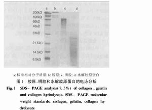 膠原、明膠和水解膠原蛋白的電泳分析