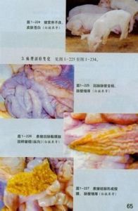 豬增生性腸炎