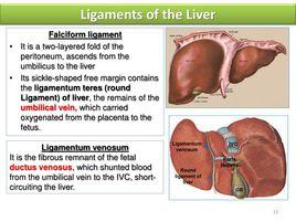 肝的韌帶
