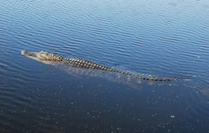 Chinese alligator