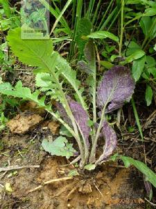 野蘿蔔[十字花科植物]