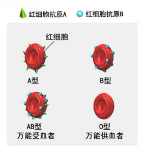 （圖）血型