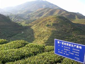 第一茗茶廠鐵觀音生產基地