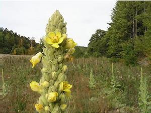 （圖）大毛蕊花