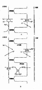 梗阻性尿路疾病