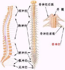 閉合性脊髓損傷