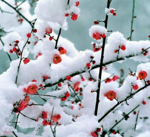 紅梅雪景