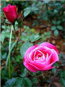 Rosa chinensis