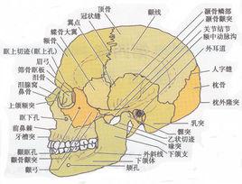 側腦骨