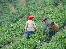 茶葉種植