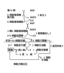 糖酵解系統