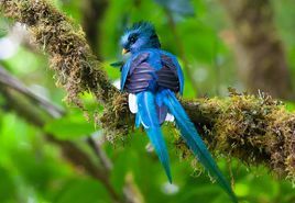 鳳尾綠咬鵑哥斯大黎加亞種