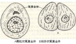 氧黃金體