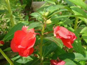 鳳仙花[鳳仙花科草本植物]