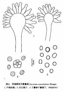 阿姆斯特丹散囊菌
