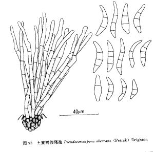 土密樹假尾孢