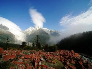 金山原始森林