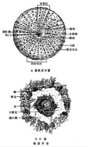 海膽綱