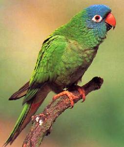 藍冠錐尾鸚鵡委內瑞拉亞種