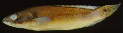 垂矛麗魚