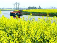 潼南油菜花