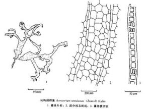 具鉤頂群藻