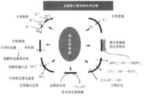 銻[Sb,第五周期,第ⅤA族元素]