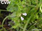 Scutellaria baicalensis