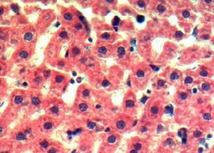 肝細胞