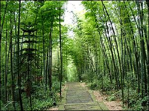 竹海森林公園